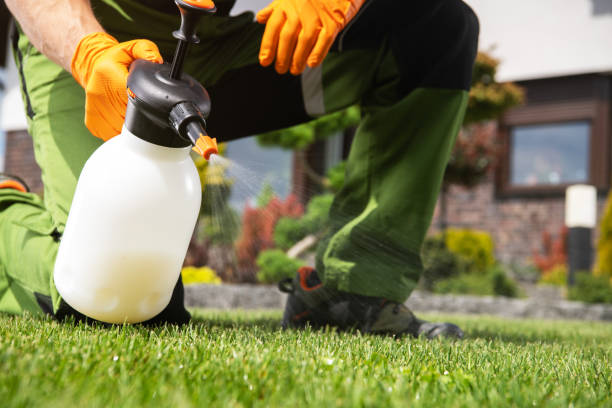 Best Local Pest Control Services  in Hanapepe, HI