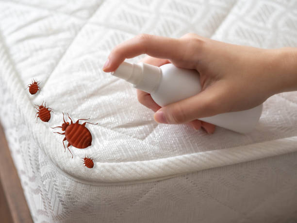 Best Termite Control Services  in Hanapepe, HI