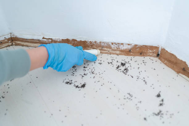 Best Ant Control Services  in Hanapepe, HI
